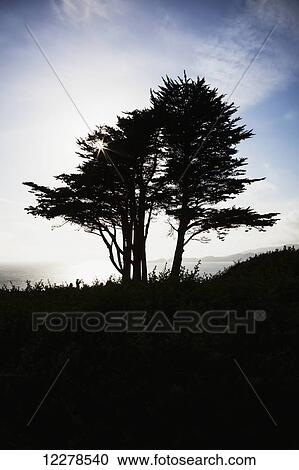 The silhouette of a tree against a bright blue sky and cloud with the Pacific coastline on Fort Point; San Francisco, California, United States of America View Large Photo Image Stock Image - The silhouette of a tree against a bright blue sky and cloud with the Pacific coastline on Fort Point; San Francisco, California, United States of America. Fotosearch