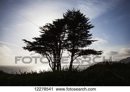 Stock Image - The silhouette of a tree against a bright blue sky and cloud with the Pacific coastline on Fort Point; San Francisco, California, United States of America. Fotosearch