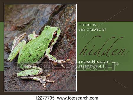 Stock Photography - Tree frog with a bible scripture; British Columbia, Canada. Fotosearch
