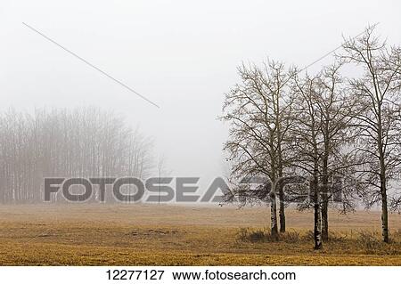 Stock Photo - Trees in a foggy field; Alberta, Canada. Fotosearch