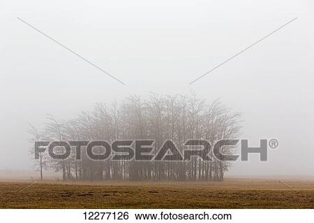 Trees in a foggy field; Alberta, Canada View Large Photo Image Stock Photograph - Trees in a foggy field; Alberta, Canada. Fotosearch