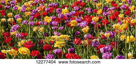 Picture - Tulips at the Canadian Tulip festival; Ottawa, Ontario, Canada. Fotosearch