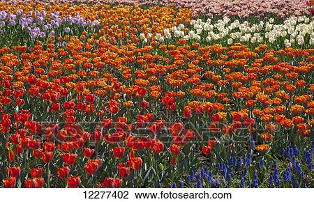 Stock Image - Tulips at the Canadian Tulip festival; Ottawa, Ontario, Canada. Fotosearch