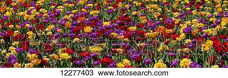 Tulips at the Canadian Tulip festival; Ottawa, Ontario, Canada View Large Photo Image Stock Image - Tulips at the Canadian Tulip festival; Ottawa, Ontario, Canada. Fotosearch