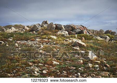 Tundra; Cambridge Bay, Nunavut, Canada View Large Photo Image Stock Image - Tundra; Cambridge Bay, Nunavut, Canada. Fotosearch