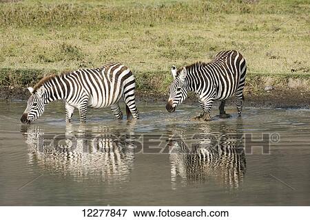 Two Common Zebra drinking in waterhole at Ngorongoro Crater; Tanzania View Large Photo Image Stock Photo - Two Common Zebra drinking in waterhole at Ngorongoro Crater; Tanzania. Fotosearch