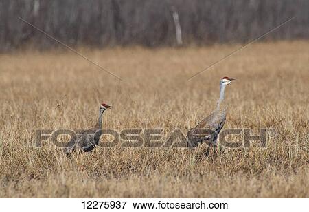Stock Photo - Two Sandhill cranes during their courtship dance on a sunny day in the Palmer Haystack Flats Wildlife refuge in South Central Alaska.. Fotosearch