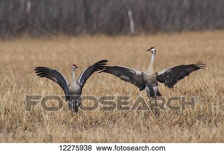 Stock Photo - Two Sandhill cranes during their courtship dance on a sunny day in the Palmer Haystack Flats Wildlife refuge in South Central Alaska.. Fotosearch