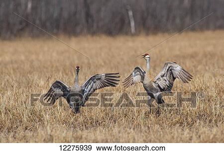 Two Sandhill cranes during their courtship dance on a sunny day in the Palmer Haystack Flats Wildlife refuge in South Central Alaska. View Large Photo Image Stock Photo - Two Sandhill cranes during their courtship dance on a sunny day in the Palmer Haystack Flats Wildlife refuge in South Central Alaska.. Fotosearch