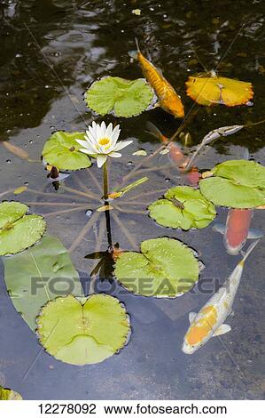 Stock Image - View of fish swimming in a pond around green lilly pads; Poipu, Kauai, Hawaii, United States of America. Fotosearch