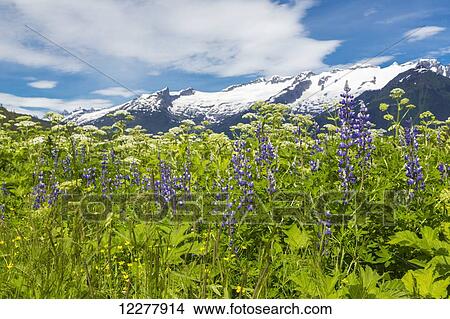 Picture - View of the Coast Mountains near Juneau with Alpine Lupine and wild flowers in the foreground, Southeast Alaska, Summer. Fotosearch