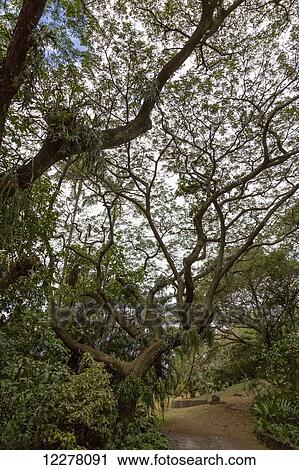View of twisted green trees against the sky after a rain storm; Poipu, Kauai, Hawaii, United States of America View Large Photo Image Stock Image - View of twisted green trees against the sky after a rain storm; Poipu, Kauai, Hawaii, United States of America. Fotosearch