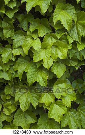 Stock Image - Vines growing on a wall; Granby, Quebec, Canada. Fotosearch