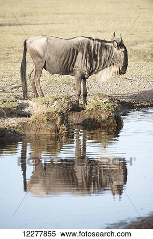 Stock Photography - Wildebeest (Connochaetes taurinus) reflected in water near Ndutu in Ngorongoro Crater Conservation Area; Tanzania. Fotosearch