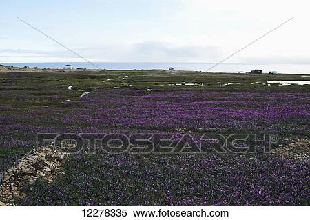 Stock Photography - Wildflowers growing on the tundra and the Arctic Ocean, Western Arm; Nunavut, Canada. Fotosearch