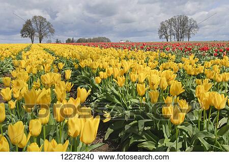 Stock Image - Yellow Candela tulips, Wooden Shoe Tulip Farm; Oregon, United States of America. Fotosearch