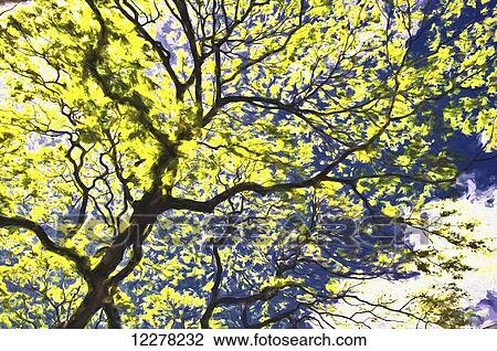 Yellow flowering tree with the Monet effect; Honolulu, Oahu, Hawaii, United States of America View Large Photo Image Stock Image - Yellow flowering tree with the Monet effect; Honolulu, Oahu, Hawaii, United States of America. Fotosearch