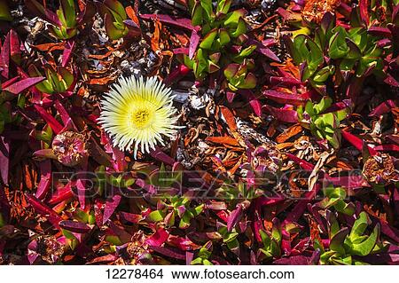 Picture - Yellow Hottentot Fig (Carpobrotus Edulis) along the California coastline in Sonoma County; California, United States of America. Fotosearch