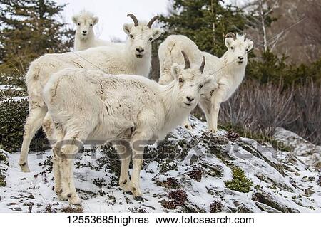 A band of Dall sheep ewes and lamb (Ovis dalli) look a camera from their rocky hillside in the Chugach Mountains South of Anchorage in winter with snow; Alaska, United States of America View Large Photo Image Stock Photograph - A band of Dall sheep ewes and lamb (Ovis dalli) look a camera from their rocky hillside in the Chugach Mountains South of Anchorage in winter with snow; Alaska, United States of America. Fotosearch
