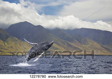Stock Image - A breaching humpback whale (Megaptera novaeangliae) off the West side of the island of Maui; Maui, Hawaii, United States of America. Fotosearch