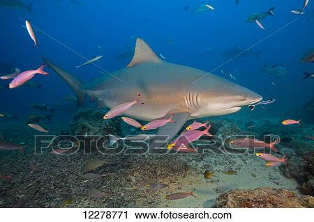 A bull shark (Carcharhinus leucas); Bequ Lagoon, Fiji View Large Photo Image Stock Image - A bull shark (Carcharhinus leucas); Bequ Lagoon, Fiji. Fotosearch