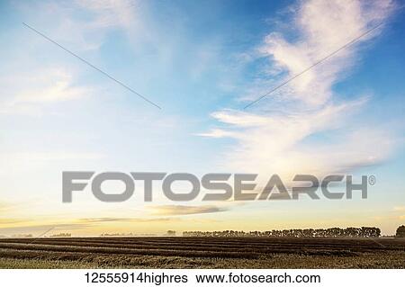 Stock Photograph - A canola field at sunset after it has been swathed and ripened ready to harvest; Legal, Alberta, Canada. Fotosearch