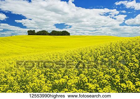 A canola field in blooming stage with bright yellow blossoms; Manitoba, Canada View Large Photo Image Stock Photograph - A canola field in blooming stage with bright yellow blossoms; Manitoba, Canada. Fotosearch