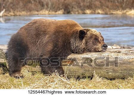A captive female Brown bear (Ursus arctos) rests and sleeps on a driftwood log at the Alaska Wildlife Conservation Center with a pond in the background, South-central Alaska; Portage, Alaska, United States of America View Large Photo Image Stock Photograph - A captive female Brown bear (Ursus arctos) rests and sleeps on a driftwood log at the Alaska Wildlife Conservation Center with a pond in the background, South-central Alaska; Portage, Alaska, United States of America. Fotosearch