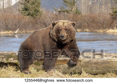 A captive female Brown bear (Ursus arctos) rests and sleeps on a driftwood log at the Alaska Wildlife Conservation Center with a pond in the background, South-central Alaska; Portage, Alaska, United States of America View Large Photo Image Stock Photograph - A captive female Brown bear (Ursus arctos) rests and sleeps on a driftwood log at the Alaska Wildlife Conservation Center with a pond in the background, South-central Alaska; Portage, Alaska, United States of America. Fotosearch