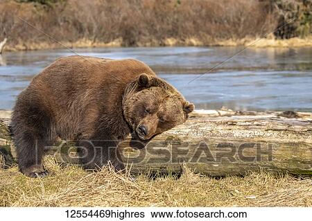 A captive female Brown bear (Ursus arctos) rests and sleeps on a driftwood log at the Alaska Wildlife Conservation Center with a pond in the background, South-central Alaska; Portage, Alaska, United States of America View Large Photo Image Stock Photograph - A captive female Brown bear (Ursus arctos) rests and sleeps on a driftwood log at the Alaska Wildlife Conservation Center with a pond in the background, South-central Alaska; Portage, Alaska, United States of America. Fotosearch