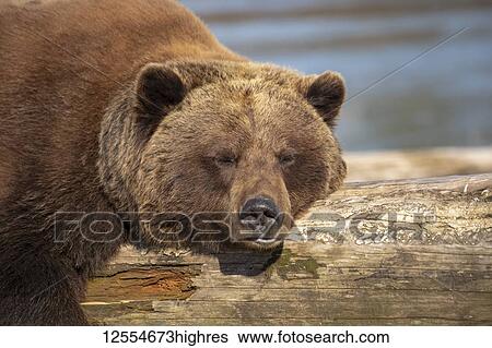 A captive female Brown bear (Ursus arctos) rests and sleeps on a driftwood log at the Alaska Wildlife Conservation Center with a pond in the background, South-central Alaska; Portage, Alaska, United States of America View Large Photo Image Stock Photograph - A captive female Brown bear (Ursus arctos) rests and sleeps on a driftwood log at the Alaska Wildlife Conservation Center with a pond in the background, South-central Alaska; Portage, Alaska, United States of America. Fotosearch