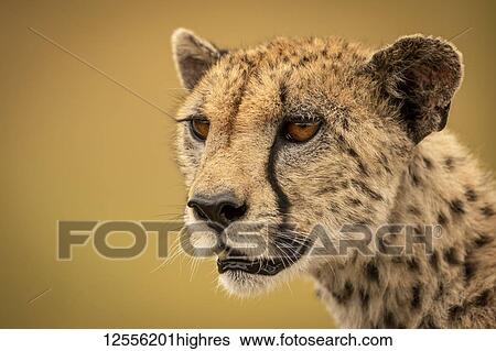 Stock Photograph - A cheetah (Acinonyx jubatus) is staring into the distance in a close-up of her face and neck. She has brown fur covered with black spots, and the background bokeh is a smooth and creamy gold, Serengti; Tanzania. Fotosearch