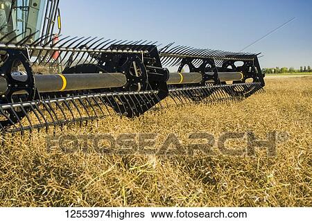 Stock Photograph - A combine harvester straight cuts in a mature standing field of canola during the harvest, near Lorette; Manitoba, Canada. Fotosearch