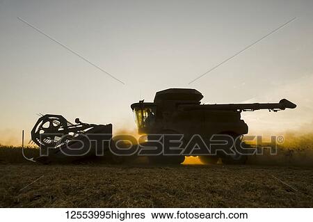 Stock Photograph - A combine harvester works in a field of yellow field peas at sunset, near Winnipeg; Manitoba, Canada. Fotosearch