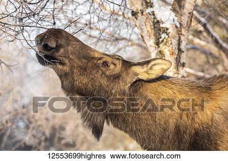 Stock Photograph - A cow moose (Alces alces) feeds on twigs and bark in winter, South-central Alaska; Anchorage, Alaska, United States of America. Fotosearch