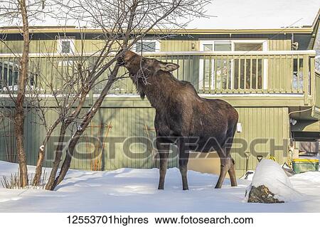 Stock Photograph - A cow moose (Alces alces) feeds on twigs and bark in winter with apartments show in background, South-central Alaska; Anchorage, Alaska, United States of America. Fotosearch