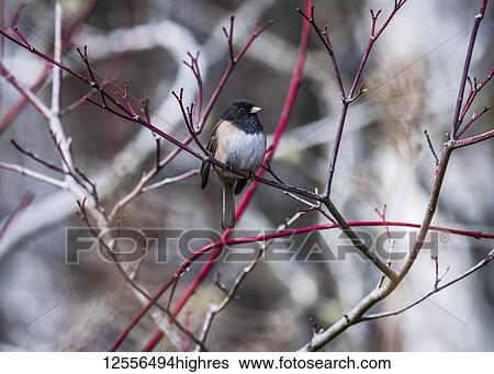 A Dark-eyed Junco (Junco hyemalis) perches in a dogwood shrub; Astoria, Oregon, United States of America View Large Photo Image Stock Photograph - A Dark-eyed Junco (Junco hyemalis) perches in a dogwood shrub; Astoria, Oregon, United States of America. Fotosearch