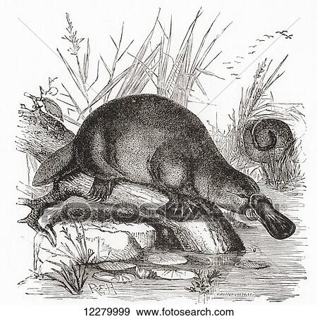 Stock Photo - A Duckbilled Platypus, Ornithorhynchus anatinus. From Life, by Sir Arthur E. Shipley, published 1923.. Fotosearch