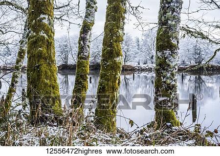 A dusting of snow falls at Lewis and Clark National Historical Park; Astoria, Oregon, United States of America View Large Photo Image Stock Photograph - A dusting of snow falls at Lewis and Clark National Historical Park; Astoria, Oregon, United States of America. Fotosearch