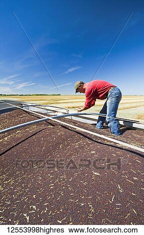 Stock Photograph - A farmer checks canola in the back of a farm truck during the harvest near Lorette; Manitoba, Canada. Fotosearch