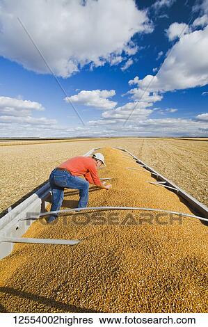 Stock Photograph - A farmer checks his crop of feed/grain corn in the back of a farm truck during the harvest, near Niverville; Manitoba, Canada. Fotosearch