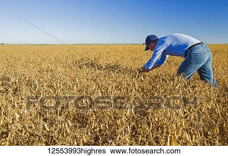 A farmer examines mature, harvest-ready yellow dry field peas near Winnipeg; Manitoba, Canada View Large Photo Image Stock Photograph - A farmer examines mature, harvest-ready yellow dry field peas near Winnipeg; Manitoba, Canada. Fotosearch