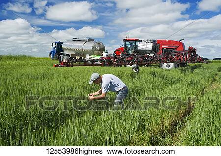 A farmer examines mid-growth wheat next to a high clearance sprayer being used to give a ground chemical application of fungicide to wheat, near Dugald; Manitoba, Canada View Large Photo Image Stock Photograph - A farmer examines mid-growth wheat next to a high clearance sprayer being used to give a ground chemical application of fungicide to wheat, near Dugald; Manitoba, Canada. Fotosearch
