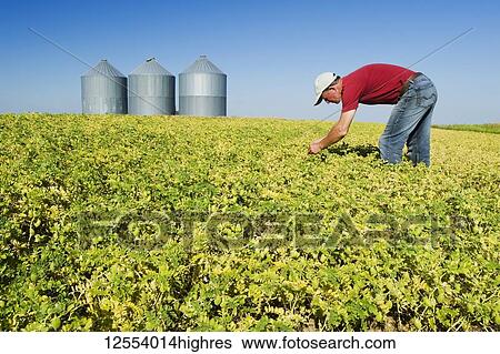 A farmer examining a maturing chickpea field, near Kincaid; Saskatchewan, Canada View Large Photo Image Stock Photograph - A farmer examining a maturing chickpea field, near Kincaid; Saskatchewan, Canada. Fotosearch