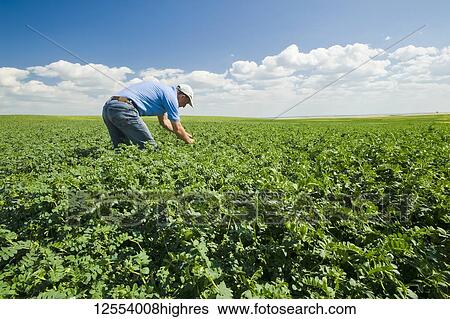 Stock Photograph - A farmer examining a mid-growth chickpea field, near Kincaid; Saskatchewan, Canada. Fotosearch