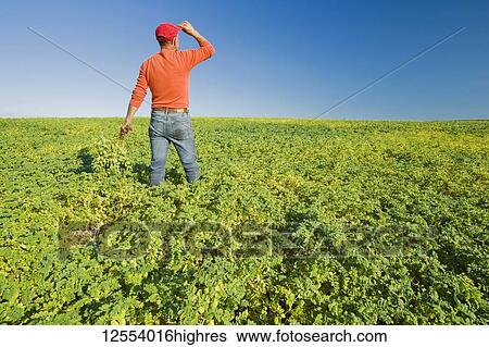 Stock Photograph - A farmer examining a mid-growth chickpea field, near Kincaid; Saskatchewan, Canada. Fotosearch