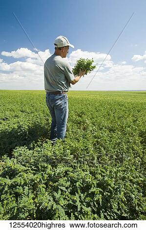A farmer examining a mid-growth chickpea field, near Kincaid; Saskatchewan, Canada View Large Photo Image Stock Photograph - A farmer examining a mid-growth chickpea field, near Kincaid; Saskatchewan, Canada. Fotosearch