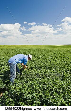 Stock Photograph - A farmer examining a mid-growth chickpea field, near Kincaid; Saskatchewan, Canada. Fotosearch