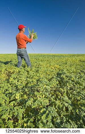 A farmer examining a mid-growth chickpea field, near Kincaid; Saskatchewan, Canada View Large Photo Image Stock Photograph - A farmer examining a mid-growth chickpea field, near Kincaid; Saskatchewan, Canada. Fotosearch