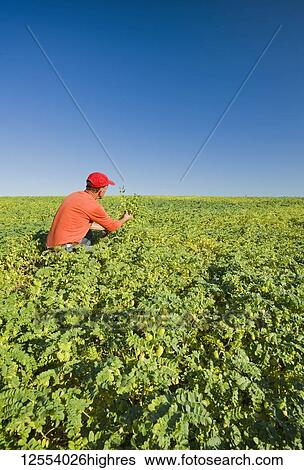 A farmer examining a mid-growth chickpea field, near Kincaid; Saskatchewan, Canada View Large Photo Image Stock Photograph - A farmer examining a mid-growth chickpea field, near Kincaid; Saskatchewan, Canada. Fotosearch